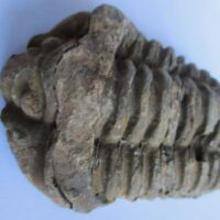 Raw Trilobite