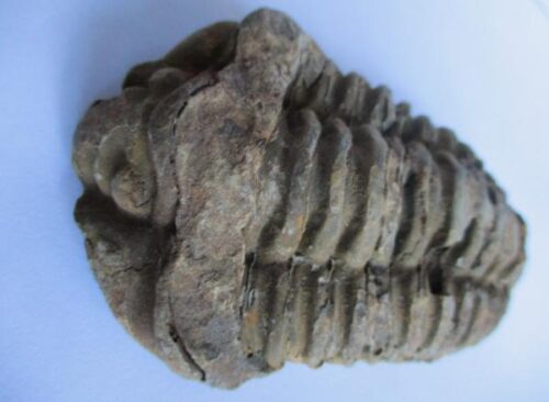 Raw Trilobite