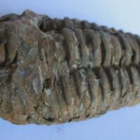 De grootte van deze ruwe trilobiet, een Colpocoryphe grandis Calymenidae, is 9.0 bij 5.0 cm. Het fossiel is gevonden in Ktaws formatie, Tiskaouine berg, Alnif, Marokko en komt uit het Ordovicium (450 miljoen jaar oud).