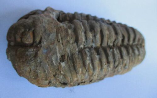 Raw Trilobite