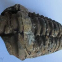 De grootte van deze ruwe trilobiet, een Colpocoryphe grandis Calymenidae, is 8.0 bij 5.0 cm. Het fossiel is gevonden in Ktaws formatie, Tiskaouine berg, Alnif, Marokko en komt uit het Ordovicium (450 miljoen jaar oud).