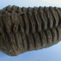 Raw Trilobite