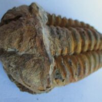 Raw Trilobite