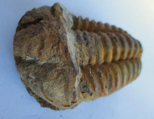 De grootte van deze ruwe trilobiet, een Colpocoryphe grandis Calymenidae, is 6.0 bij 4.5 cm. Het fossiel is gevonden in Ktaws formatie, Tiskaouine berg, Alnif, Marokko en komt uit het Ordovicium (450 miljoen jaar oud).