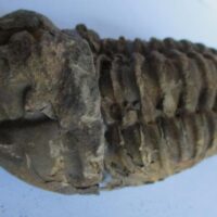 Raw Trilobite