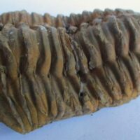 Raw Trilobite