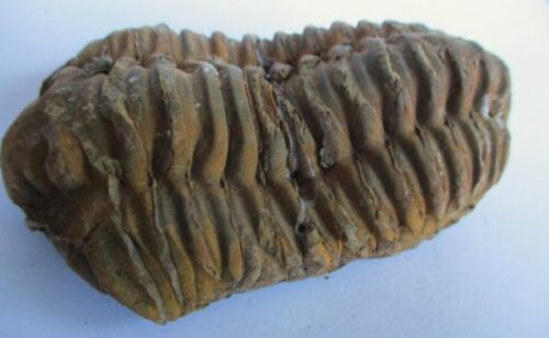 Raw Trilobite