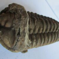 Raw Trilobite