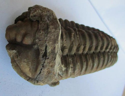 Raw Trilobite