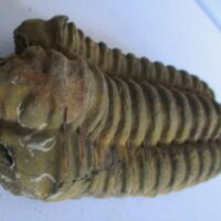 Raw Trilobite