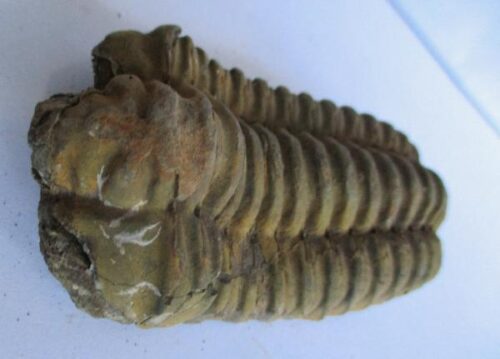 Raw Trilobite