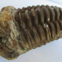 De grootte van deze ruwe trilobiet, een Colpocoryphe grandis Calymenidae, is 8.0 bij 5.0 cm. Het fossiel is gevonden in Ktaws formatie, Tiskaouine berg, Alnif, Marokko en komt uit het Ordovicium (450 miljoen jaar oud).
