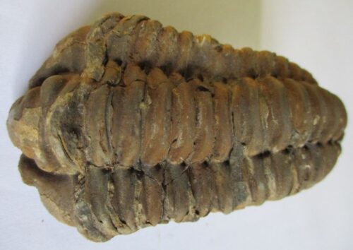 Raw Trilobite