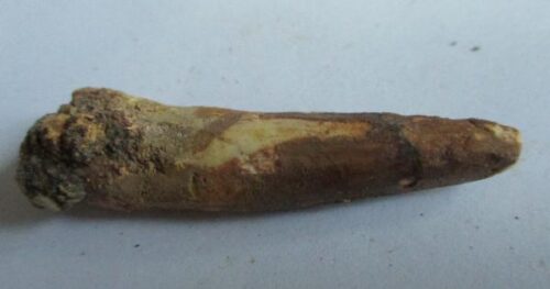 De grootte van deze Spinosaurus tand is 5.0 cm. Het fossiel is gevonden in Marokko en komt uit het Krijt (112 – 93.5 miljoen jaar oud).