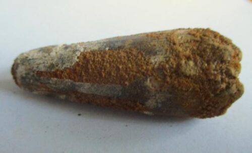 De grootte van deze Spinosaurus tand is 4.5 cm. Het fossiel is gevonden in Marokko en komt uit het Krijt (112 – 93.5 miljoen jaar oud).