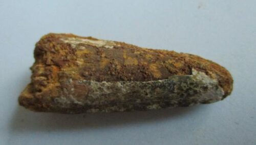 De grootte van deze Spinosaurus tand is 4.5 cm. Het fossiel is gevonden in Marokko en komt uit het Krijt (112 – 93.5 miljoen jaar oud).