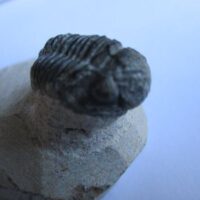 Trilobite