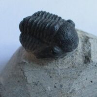 Trilobite