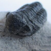 Trilobite