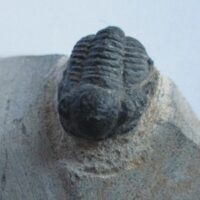 Trilobite