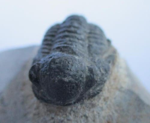 Trilobite - Image 2