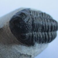 Trilobite