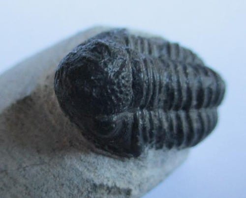 Trilobite