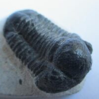 Trilobite