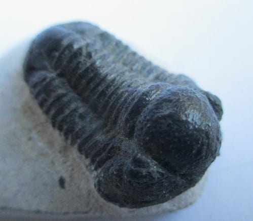 Trilobite