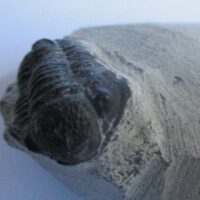 Trilobite