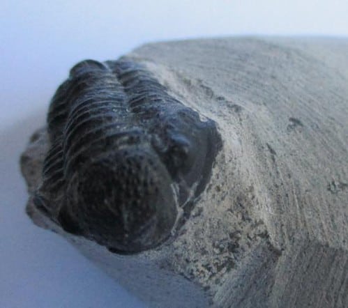 Trilobite
