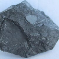 De grootte van deze fossiele plant is 5 bij 4 cm. De plant is gevonden in Dickenberg in Duitsland. Het fossiel is tussen de 315.2 - 298.5 miljoen jaar oud (boven Carboon).