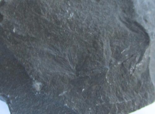 De grootte van deze fossiele plant is 5 bij 3 cm. De plant is gevonden in Dickenberg in Duitsland. Het fossiel is tussen de 315.2 - 298.5 miljoen jaar oud (boven Carboon).