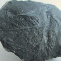 De grootte van deze fossiele plant is 3 bij 3 cm. De plant is gevonden in Dickenberg in Duitsland. Het fossiel is tussen de 315.2 - 298.5 miljoen jaar oud (boven Carboon).