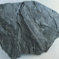 De grootte van deze fossiele plant is 7 bij 7 cm. De plant is gevonden in Dickenberg in Duitsland. Het fossiel is tussen de 315.2 - 298.5 miljoen jaar oud (boven Carboon).