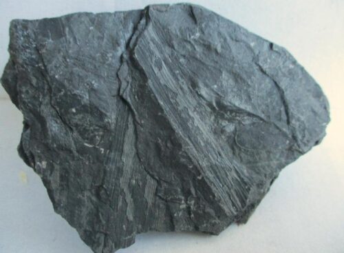 De grootte van deze fossiele plant is 7 bij 7 cm. De plant is gevonden in Dickenberg in Duitsland. Het fossiel is tussen de 315.2 - 298.5 miljoen jaar oud (boven Carboon).