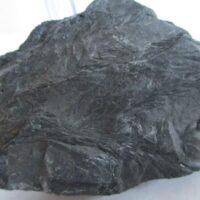 De grootte van deze fossiele plant (meerdere) is 4 bij 2 cm. De plant is gevonden in Dickenberg in Duitsland. Het fossiel is tussen de 315.2 - 298.5 miljoen jaar oud (boven Carboon).