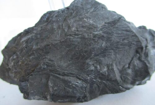 De grootte van deze fossiele plant (meerdere) is 4 bij 2 cm. De plant is gevonden in Dickenberg in Duitsland. Het fossiel is tussen de 315.2 - 298.5 miljoen jaar oud (boven Carboon).