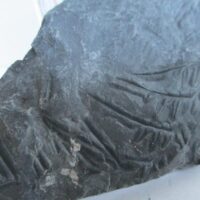 De grootte van deze fossiele plant is 6 bij 5 cm (Alethopteris decurrens?). De plant is gevonden in Dickenberg in Duitsland. Het fossiel is tussen de 315.2 - 298.5 miljoen jaar oud (boven Carboon).