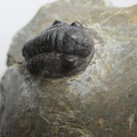 Trilobite (Gerastos sp.)