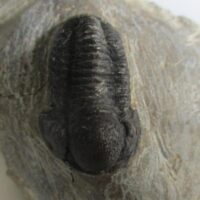 Trilobite (Gerastos sp.)