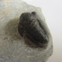 Trilobite (Gerastos sp.)