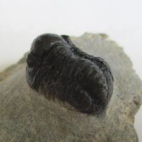 Trilobite (Gerastos sp.)
