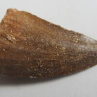 De grootte van deze fossiele mosasaurus tand is 3.0 cm. Het fossiel is gevonden in een fosfaat mijn in Marokko en komt uit het Boven Krijt (Maastrichtian, 72 - 66 miljoen jaar geleden).