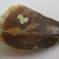 Fossil Mosasaurus Tooth