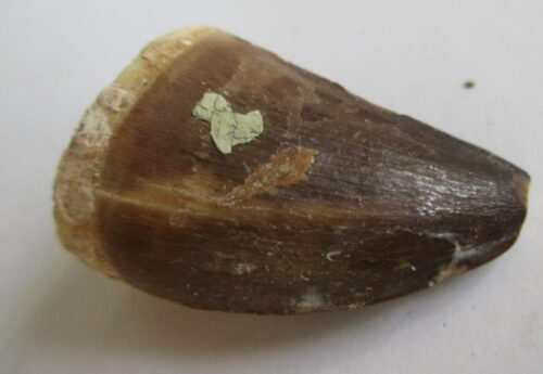 Fossil Mosasaurus Tooth