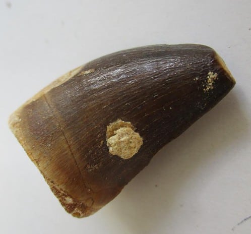 Fossil Mosasaurus Tooth - Image 2