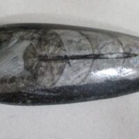 Orthoceras