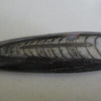 Orthoceras