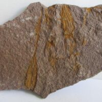 Eocrinoidea (ascocystites sp)